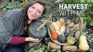 Harvest With Me | Top Tips for Harvesting & Storing Squash / Homegrown Garden