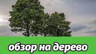 ОБЗОР НА ДЕРЕВО