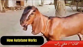 HOW AUTOTUNE WORKS   #autotune Goat ️