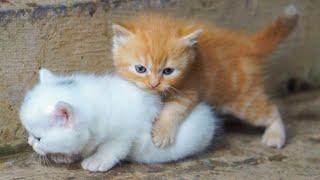 Kitten crawling around animals: Pig, rabbit, duck, dog, horse - Cat meowing