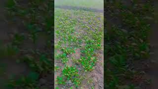 shivam vlog#shorts #viral
