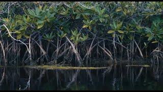 The National Conservation Council of the Cayman Islands