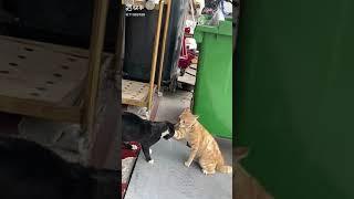 고양이 싸움.. cat fight