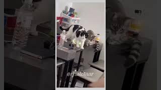 Chori Pakdi Gayi Funny Animals Dubbed Video #shorts #funny #rjstomar