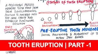 Tooth Eruption | Pre-Eruptive, Eruptive & Post-Eruptive stages - Part 1