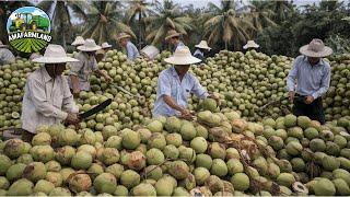 "Harvesting and Processing Coconuts: From Plantation to Finished Products"