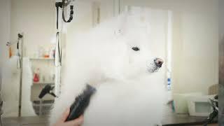 ABK Grooming I Pet Grooming Supplies #petgrooming