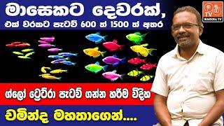 ග්ලො ටෙට්රා මාලු ගැන හරියටම දැනගන්න | Find out about the Glo Tetra fish