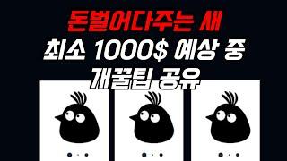 돈벌어다 주는 새, 최소 1000$ 벌어보자