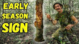 EARLY SEASON Buck Sign!!! - (Should YOU Hunt It???)