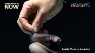 Eaten alive from the inside (Ugly hagfish Pt 1)