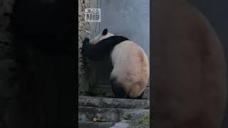화가 머리끝까지 난 푸바오