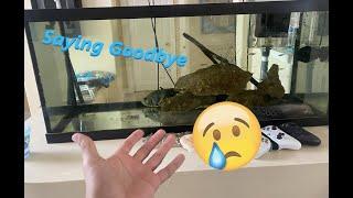 Saying Goodbye to My Fish Tank (fish moving day)