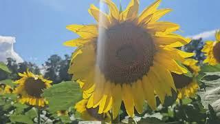 Exploring Sunflower Paradise | A Perfect Day Out for Nature Enthusiasts