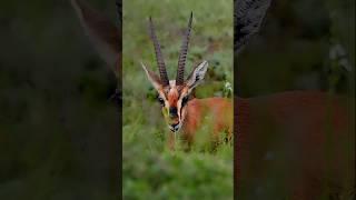 This music with Nature’s Peace | Serene Wildlife Scene | #nature #wildlife #photography #shorts