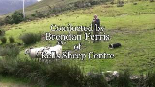 Brilliant Sheep Herding Demonstration Using Border Collies