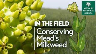 In the Field: Conserving Mead's Milkweed