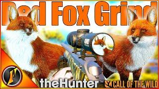 The Great One Red Fox Grind Begins! | theHunter Call of the Wild