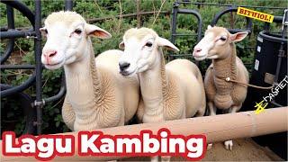 KAMBING , KAMBING LUCU KUCING LUCU , KAMBING LUCU KOPI MANA KOPI ,SAPI LUCU GRANDONG SAPI LUCU GALAK