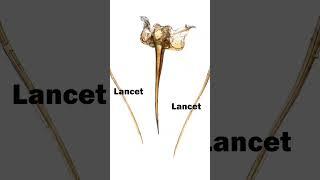How ant stingers work