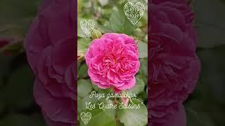 4сезона#садоводство #цветовод #розы #обзор #сорт #троянди #цветы #цветет #красота #flowers #вау