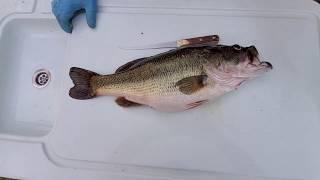 How to fillet and skin a Largemouth Bass - What did she EAT! #lazypondfarm Fish & Hunt