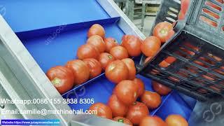 Apple Fruits And vegetable Tomato Potato Washing Machine Line