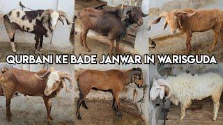 Qurbani ke bade janwar in Warisguda | heavyweight sheep's available in Hyderabad | Telangana potla