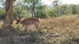 Spotted deer in Corbett National park bijrani zone