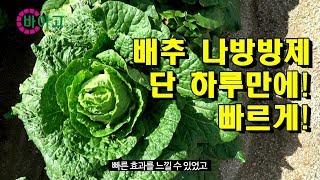 배추농가의 효과 빠른 나방방제비법! 바이고 액상수화제!