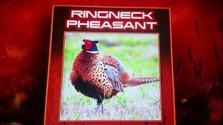 Pheasant hunting,The Flush,Montana,Roosters,Hens,Pheasants forever