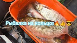 Рыбалка на кольцо!, Иртыш порадовал язями и лещами#павлодар #язь #лещь #лещнафидер #иртыш