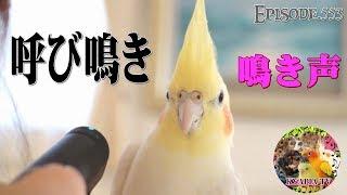 オカメインコ（オス）呼び鳴き・鳴き声ってどうなの？種類 オス鳴き うるさい？553 A cry of Cockatiel ・Voice