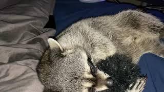 Cute Raccoon purrs like a cat! His reaction when he gets a fuzzy ball!