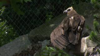 Der höchste Zoo Europas: der Alpenzoo in Innsbruck - Tirol