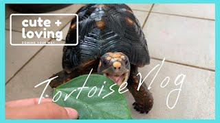 紅腿象龜餵食ing ~feeding my little cute tortoise│猩巴達