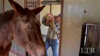 LTR Training Tip #8: Feeding Time - Hay and Salt Lick