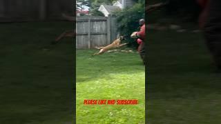 Belgian Malinois bites Decoy Hand