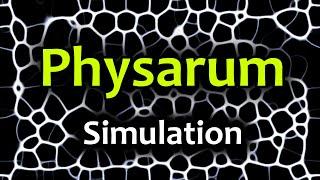 Slime Mold Simulation. Experiments.