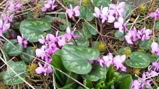 The Master Gardener Minute - Cyclamen Coum