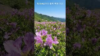  2024.05.03 황매산 철쭉이 피었습니다 