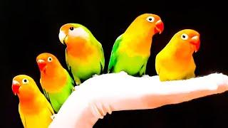 CIRCUS PARROTS - FUNNY SMALL BIRDS DOING TRICKS AND PLAYING AROUND