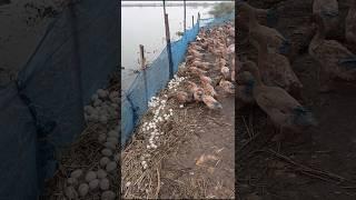 Duck Harvest Video 2025 #duck #harvest #video