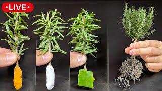  Multiply ROSEMARY and LAVENDER - Cuttings, Pot Cultivation