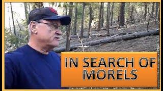 NATIVE EDIBLES - IN SEARCH OF MORELS 2025