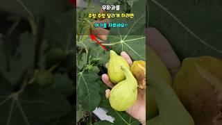 무화과를 주렁 주렁 달리게 하려면 여기를 잘라야 무화과가 빨리크고 익어요 #무화과키우기