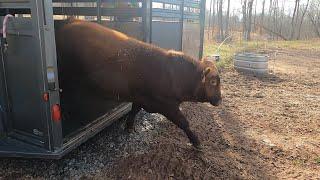 He's NOT HAPPY!! Angry new bull hits the farm! 