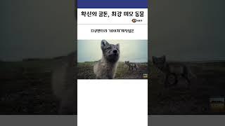 확신의 쿨톤, 최강 미모 동물