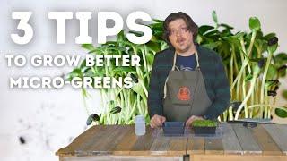 3 Tips To Grow Better Microgreens