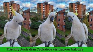 Friendly Australian Cockatoos visiting our balcony